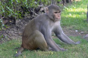 Macaque Rhésus.