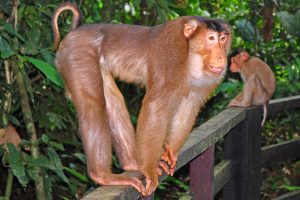 Macaque à queue de cochon des îles de la Sonde
