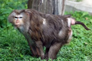 Macaque à queue de cochon du Nord.