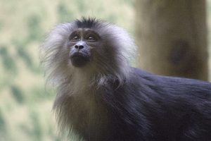 Macaque-à-queue-de-lion.