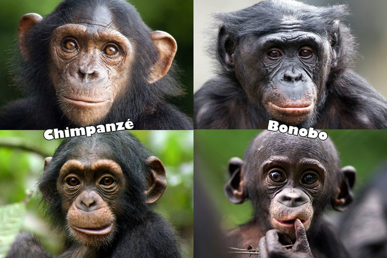 chimpanzee vs bonobo