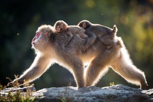 Maman macaque